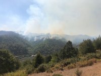 Предотвращено распространение пожара в Гирканском национальном парке на близлежащие территории (ФОТО)