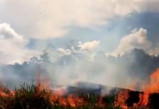Германия предложила Бразилии помощь в борьбе с пожарами в Амазонии