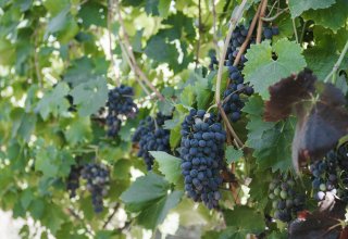 В Шамахы учрежден первый кооператив в сфере виноградарства (ФОТО)