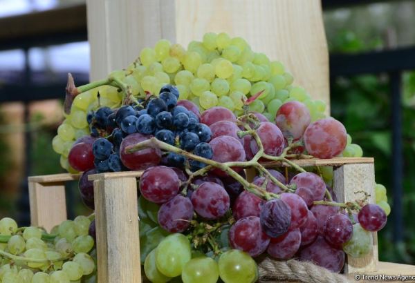 Around 740 tons of grapes processed during the 2020 grape harvest