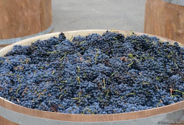 В Грузии уже переработано до 740 тонн винограда