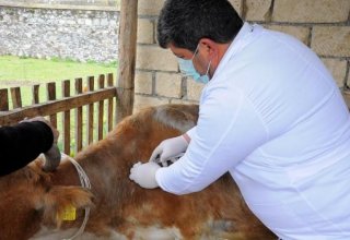В Азербайджане началась вакцинация скота против ящура и сибирской язвы