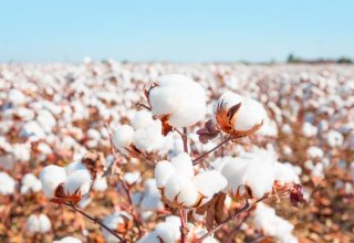 Agro-industrial cluster eyes to raise cotton production of Uzbekistan's Namangan region