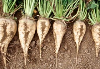 Over 7,000 hectares account for areas sown with sugar beets in Azerbaijan