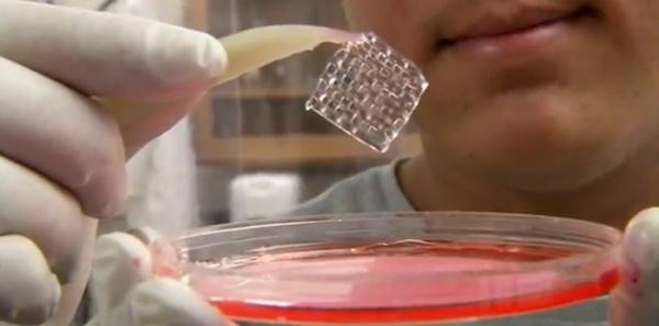 China, Australia plan to develop biomaterials for 3D-printed living tissue