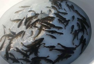 В реку Кура в Товузском районе Азербайджана выпущено несколько тысяч рыбьей молоди (ФОТО)