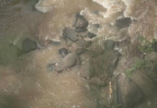 В Таиланде пять слонов погибли, пытаясь вытащить из водопада слоненка