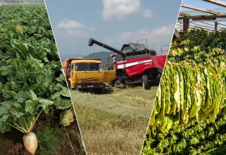 Rice, tobacco, sugar beets harvesting continues in Azerbaijan