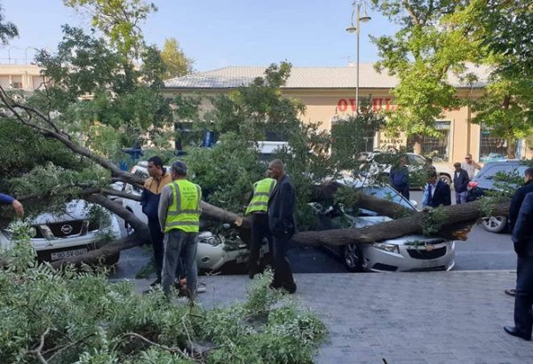 В Баку ветер повалил крупное дерево, пострадали три автомобиля