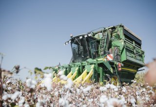 Volume of raw cotton delivered to collection points up 1.6 times in Azerbaijan as of Oct.9