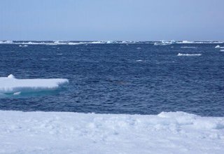 Finlandiya və İslandiya baş nazirləri Arktikanın inkişafını müzakirə edəcəklər