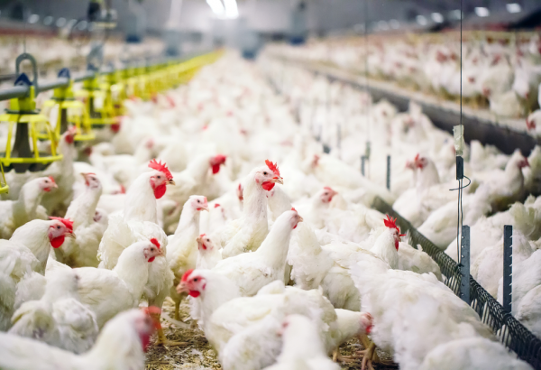 Azerbaijan limits poultry import from several countries