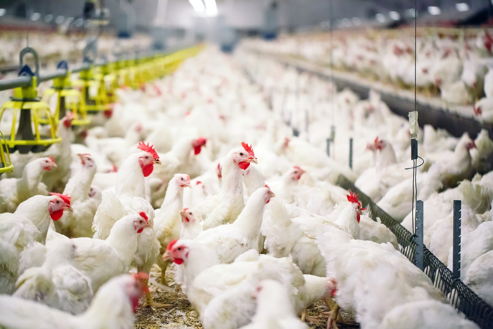 Азербайджан приостановил импорт живой птицы и продуктов птицеводства из ряда стран
