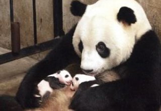На юго-западе Китая большая панда родила двойню