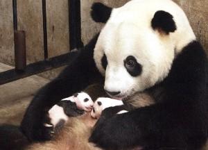 На юго-западе Китая большая панда родила двойню