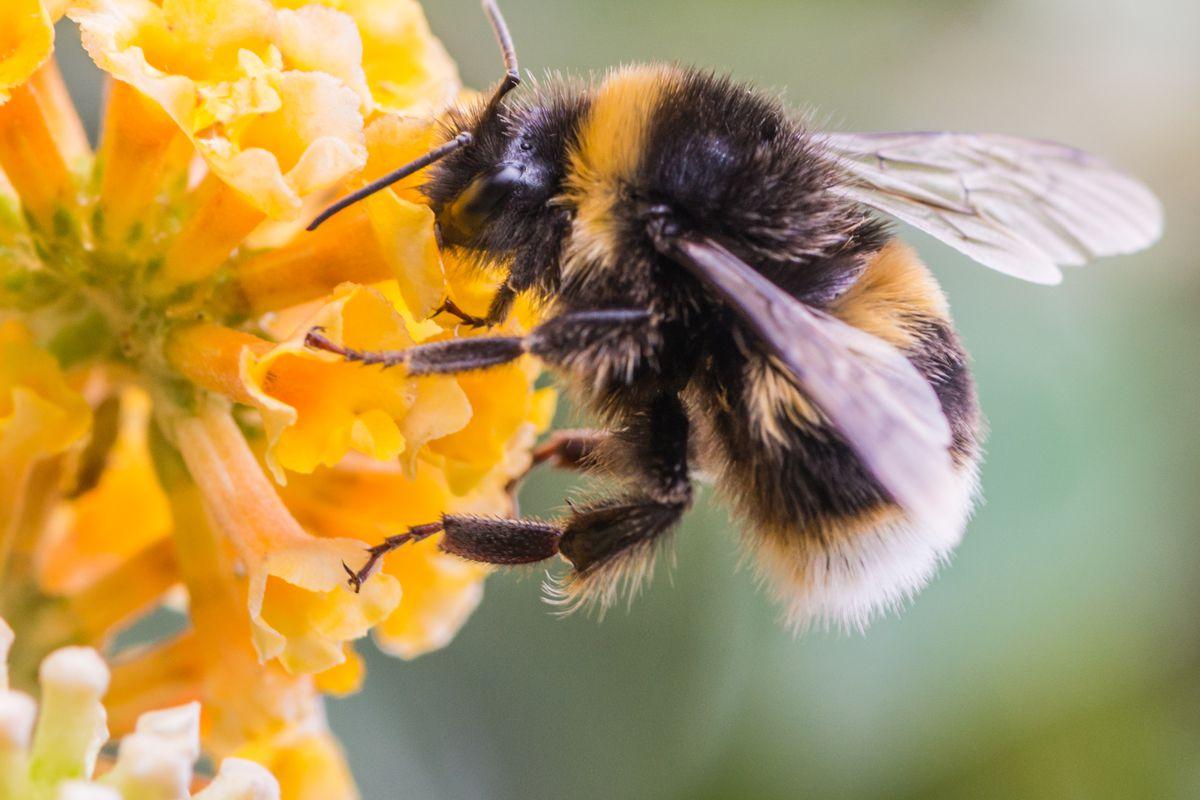 Azərbaycanda olan arı cinsi dünyanın ən yaxşı arısı hesab olunur - SƏBƏB?