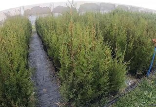 Саженцы 650 тыс. деревьев для уникальной акции в Азербайджане  выращены в питомниках минэкологии