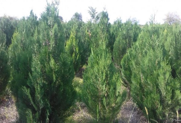 Bir gün ərzində 650 min ağac əkilməsi Azərbaycan tarixində bir ilkdir - ETSN rəsmisi (FOTO/VİDEO)