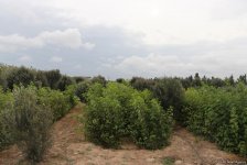 Bir gün ərzində 650 min ağac əkilməsi Azərbaycan tarixində bir ilkdir - ETSN rəsmisi (FOTO/VİDEO) - Gallery Thumbnail