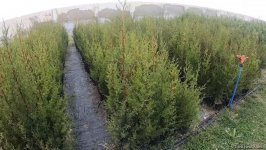 Bir gün ərzində 650 min ağac əkilməsi Azərbaycan tarixində bir ilkdir - ETSN rəsmisi (FOTO/VİDEO)
