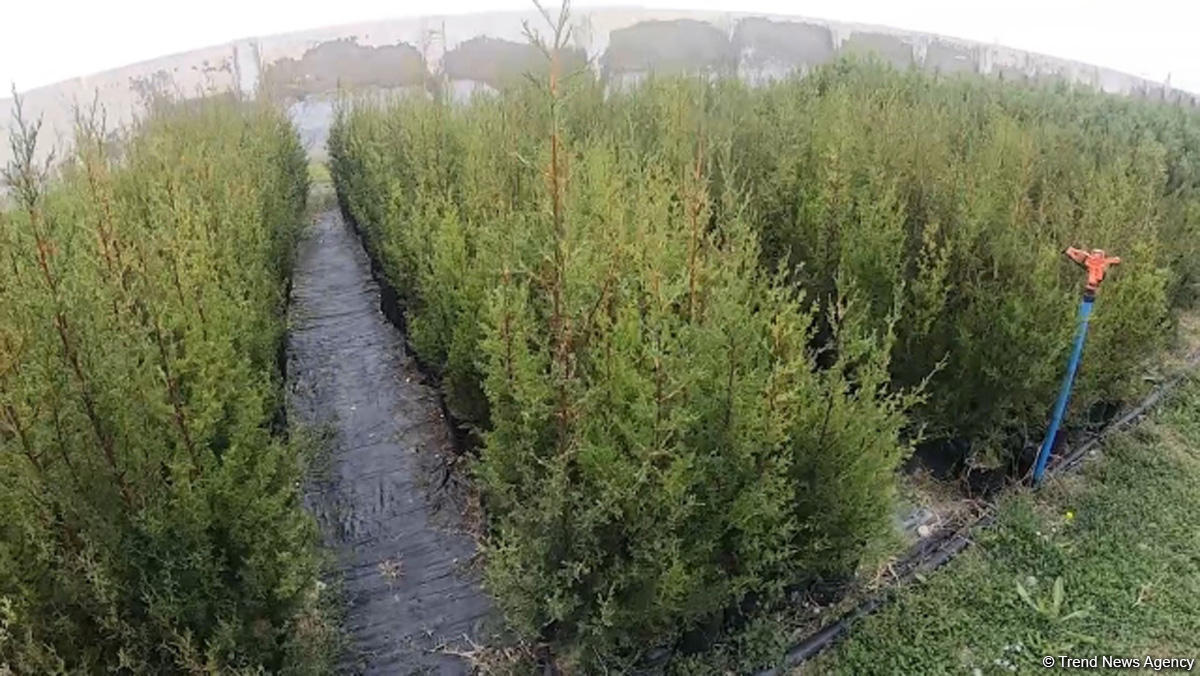 Саженцы 650 тыс. деревьев для уникальной акции в Азербайджане  выращены в питомниках минэкологии