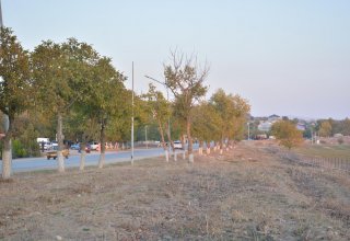 На родине Насими в Шамахы будет посажено до 50 тыс. деревьев (ФОТО)
