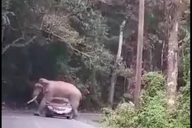 Fil avtomobilin üstünə uzandı (VİDEO)