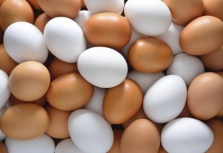 Turkmen farm discloses data on egg production volume