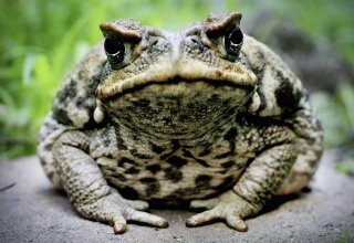 В Австралии ученые выяснили, что местные животные научились бороться с ядовитыми жабами