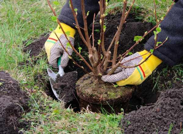 Замглавы ИВ: В Гедабейском районе будет высажено свыше 10 тыс. деревьев