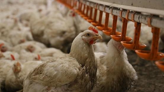 Turkmenistan to take measures to ensure development of poultry farming