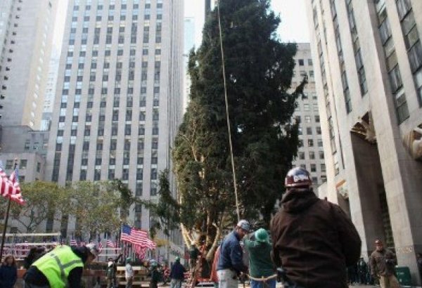 В центре Нью-Йорка установили 23-метровую рождественскую ель