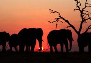115 elephants die in Zimbabwe's largest game park due to drought
