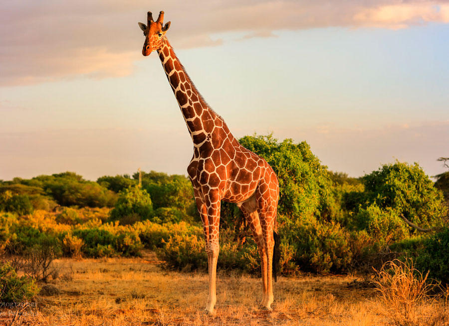 В ЮАР в аварии с участием жирафа серьезно пострадал турист