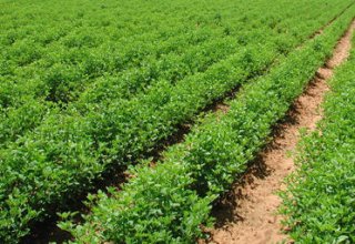 Crop production growth expected in Azerbaijan