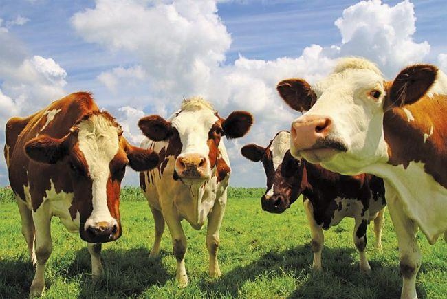 В Грузии ужесточат правила экспорта крупного рогатого скота
