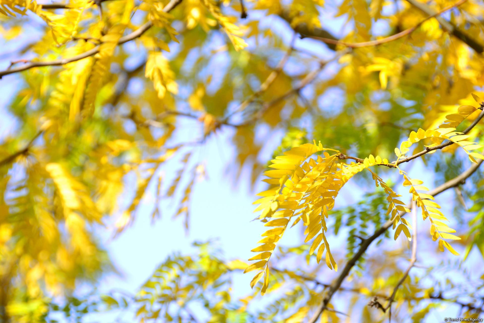 Природа прекрасна круглый год, но осенью - великолепна (Фоторепортаж)