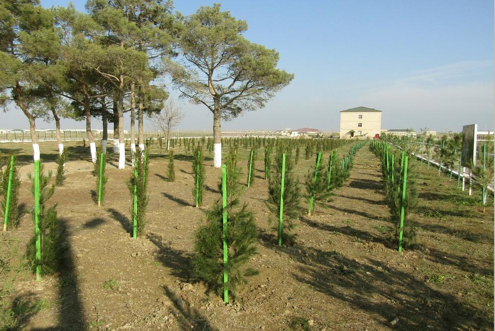 Azərbaycan Ordusunda ağacəkmə aksiyası davam edir (FOTO)