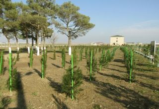 Azərbaycan Ordusunda ağacəkmə aksiyası davam edir