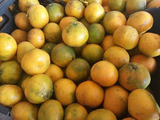 В Азербайджане утилизировано 500 кг мандаринов непригодных к употреблению