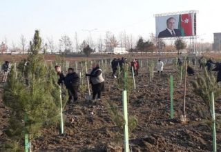 Tree planting campaign starts in Azerbaijan’s Shamakhi city (PHOTO)