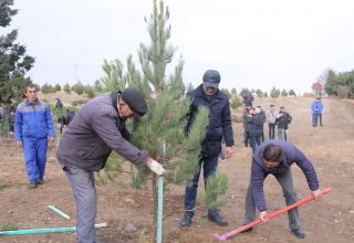 В Гяндже посажено свыше 10 тыс. деревьев (ФОТО)