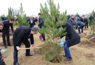 В Баку организована широкомасштабная акция по посадке деревьев (ФОТО)