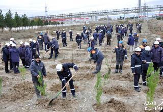 В Сумгайыте продолжается акция по высадке деревьев (ФОТО)