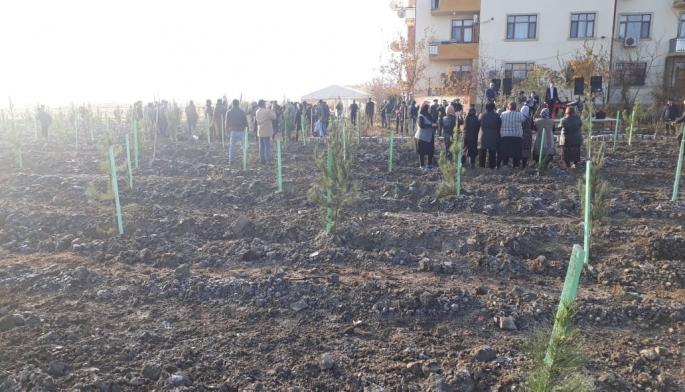 Акция по посадке 650 тыс. деревьев в Азербайджане началась с Шамахы (ФОТО)