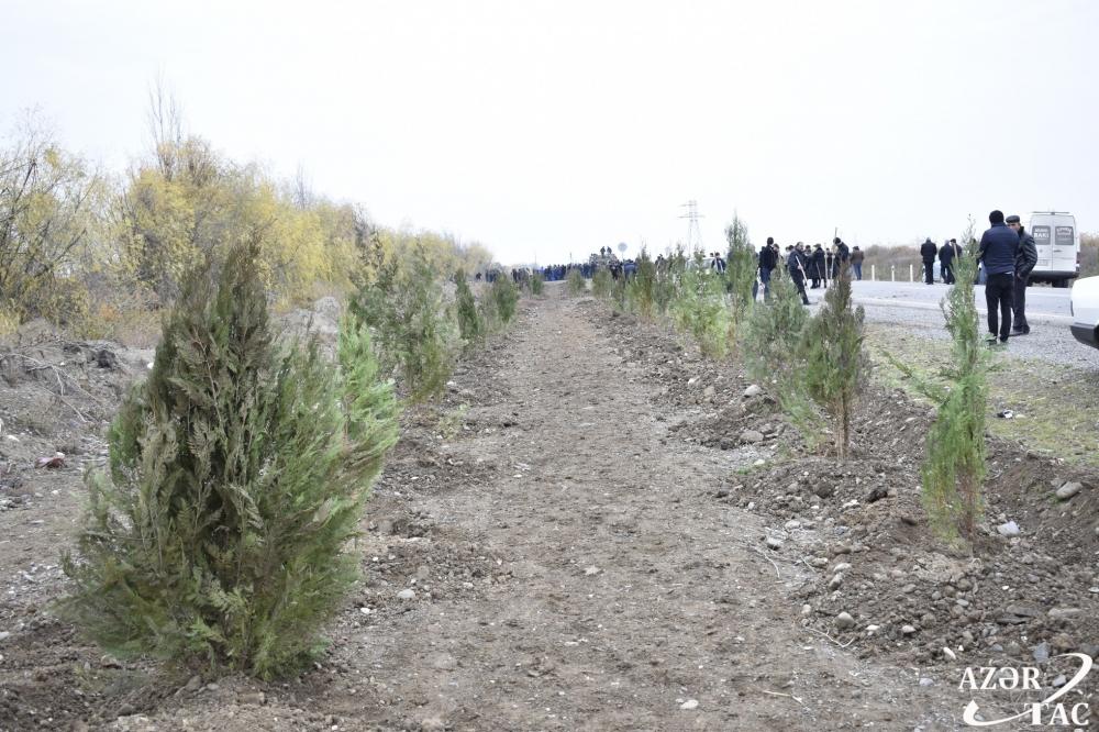 В Агджабеди тоже проходит акция по посадке деревьев (ФОТО) (версия 2)