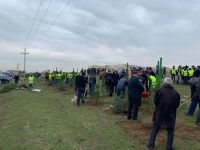 Жители Абшеронского района приняли активное участие в кампании по посадке деревьев (ФОТО) (версия 2)