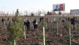Акция по посадке 650 тыс. деревьев в Азербайджане началась с Шамахы (ФОТО)