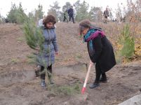 В Гяндже посажено свыше 10 тыс. деревьев (ФОТО)