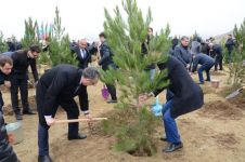 В Баку организована широкомасштабная акция по посадке деревьев (ФОТО)
